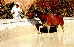 競走馬の鉱泥浴